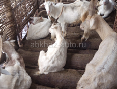 АБЩТКУА И КОЗЫ С КОЗЛЯТАМИ 