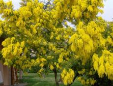 Продается мимоза около тонны  по 100р село Меркула 