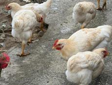 Петушки по 600 