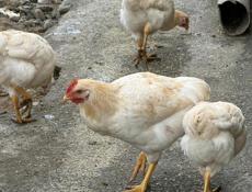 Петушки по 600 