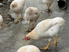 Петушки по 600 