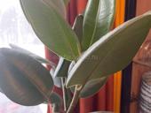 Помощница женщине и в квартире