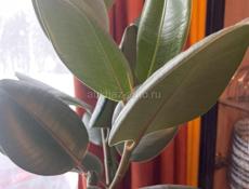 Помощница женщине и в квартире