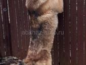 Отдам в добрые руки, на половину бельгиец, 