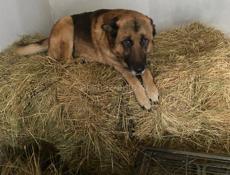 Отдам в добрые руки, на половину бельгиец, 