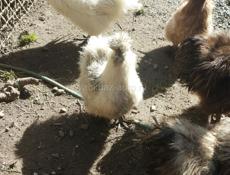 Китайские шелковые