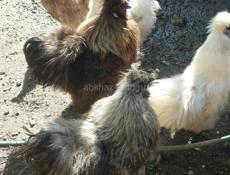 Китайские шелковые