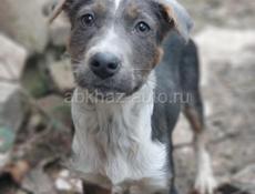 Метис Стаффорда