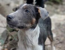 Метис Стаффорда