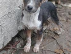 Метис Стаффорда 