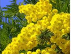 Куплю мимозу хорошего качества 