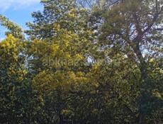 Мимоза +79409941222