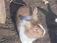 Кролики декоративные 6 шт