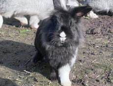 Кролики декоративные 6 шт 