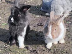 Кролики декоративные 6 шт