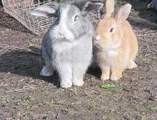 Кролики декоративные 6 шт