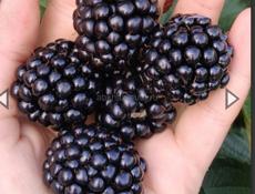 Ежевика саженцы