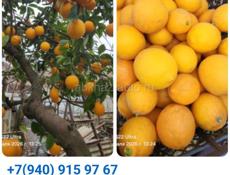 Отдам лимоны, свои с сада