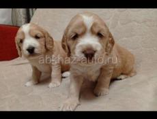Продаются щенки СПАНИЕЛЬ 