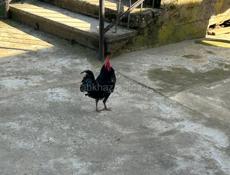 декоративные несушки и петухи