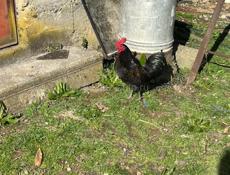 декоративные несушки и петухи