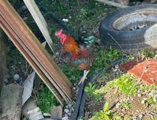 декоративные несушки и петухи