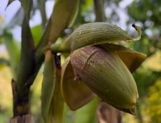 Корни банановых пальм