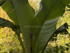 Корни банановых пальм