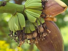 Корни банановых пальм