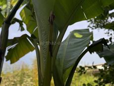 Корни банановых пальм