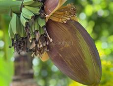 Корни банановых пальм