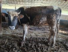 Продаётся скот бычки телёнки и корова дойные