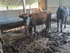 Продаётся скот бычки телёнки и корова дойные