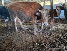 Продаётся скот бычки телёнки и корова дойные