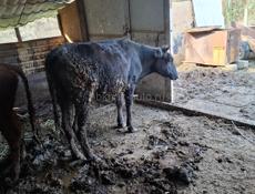 Продаётся скот бычки телёнки и корова дойные