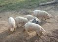 Продаются поросята!