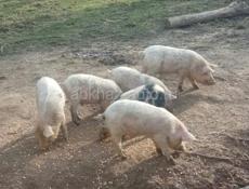 Продаются поросята!