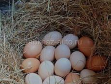 Домашние яйца 