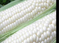 Продаётся кукуруза белое 