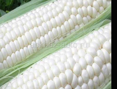 Продаётся кукуруза белое 