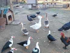Гуси , индоутки