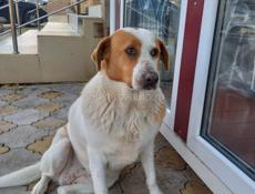 Стерилизованная девочка ищет дом