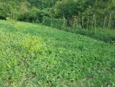 Дом с участком 