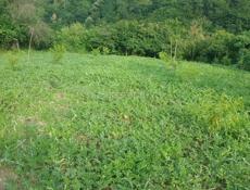 Дом с участком 