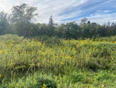 Участок Звандрипш  15 соток