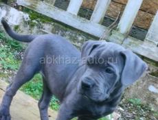 Кане корсо девочка 