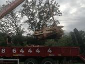 Колышки акация 