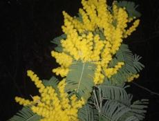 Продаю мимозу