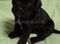Продаются щенки КАНЕ КОРСО 🖤🖤🖤🖤🖤🖤🖤🖤🖤