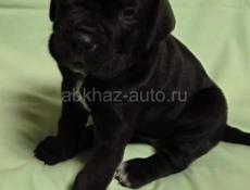 Продаются щенки КАНЕ КОРСО 🖤🖤🖤🖤🖤🖤🖤🖤🖤